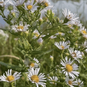 Lakeside wild asters with yellow centers