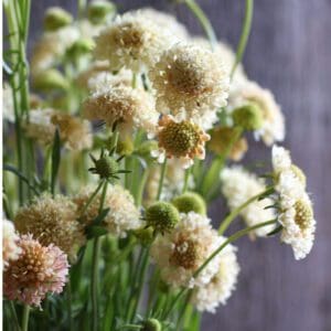 Close-up of soft, fluffy white flowers with green stems.