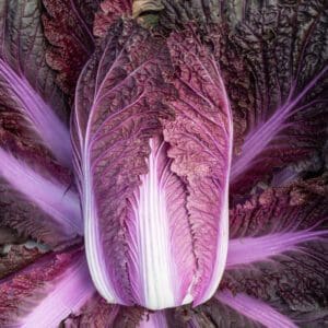 Close-up of vibrant purple and white cabbage leaves with intricate textures.