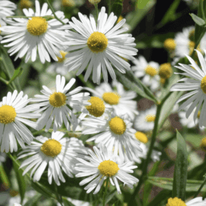 cluster of white daisies with yellow centers