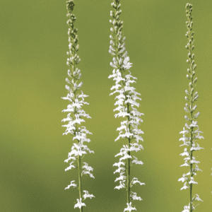 Three slender white flower spikes