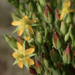 Yellow star-shaped flowers among green buds
