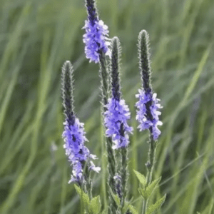 Purple spiked wildflowers in tall green grass