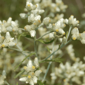 close-up of tiny white clustered wildflowers