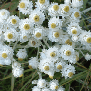 Cluster of white flowers with yellow centers