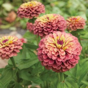 Clusters of pink zinnia flowers blooming vibrantly outdoors.