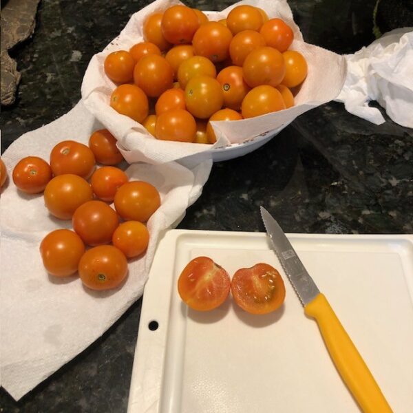 Tomato - Clementine Cocktail (3.25" pot) - Image 3