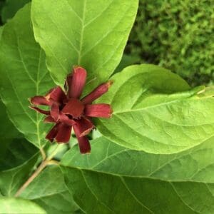 A close-up of a unique dark red flower surrounded by green leaves.