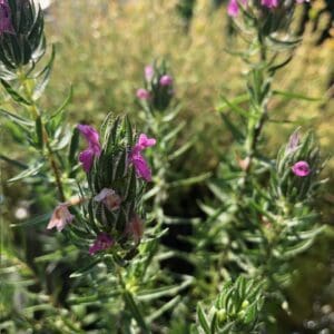 Close-up of pink thistle flowers in a sunny field with green stems.