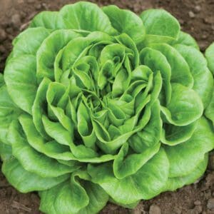 Fresh green lettuce growing in soil.