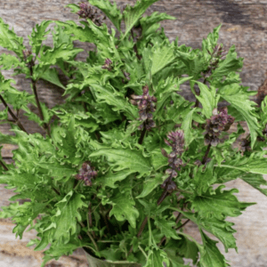 Green leafy herb with purple flowers on a wooden surface.