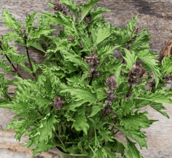 Basil - Mrihani (3.25" pot)