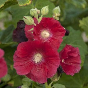 Bright red hollyhock flowers blooming with green buds.