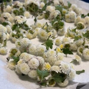 White and yellow flowers covered in white powder on a surface.