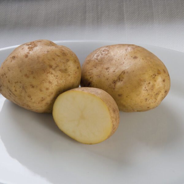 Potato - Kennebec