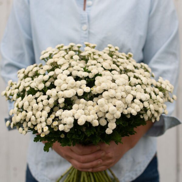 Feverfew - Virgo White Balls (3.25" pot)