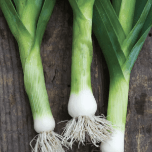 Three fresh spring onions with roots on wood