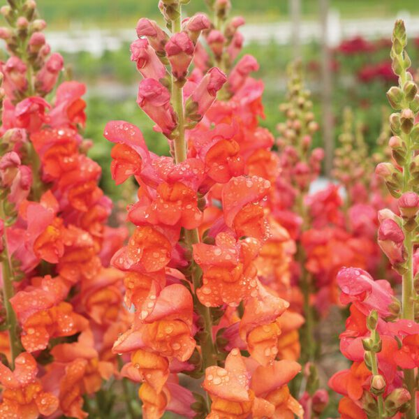 Snapdragon - Monaco Orange (3.25" pot)