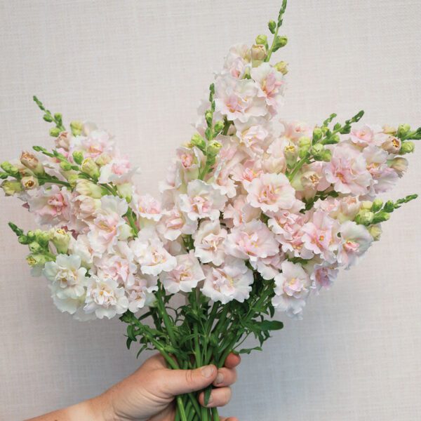 Snapdragon - Double Frappe Light Pink (3.25" pot)