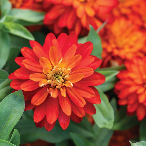 Zinnia - Double Zahara Fire (3.25" pot)