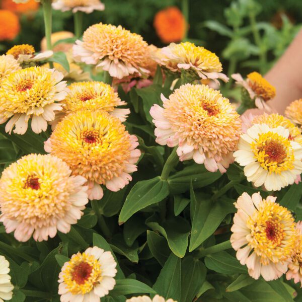 Zinnia - Zinderella Peach (3.25" pot)