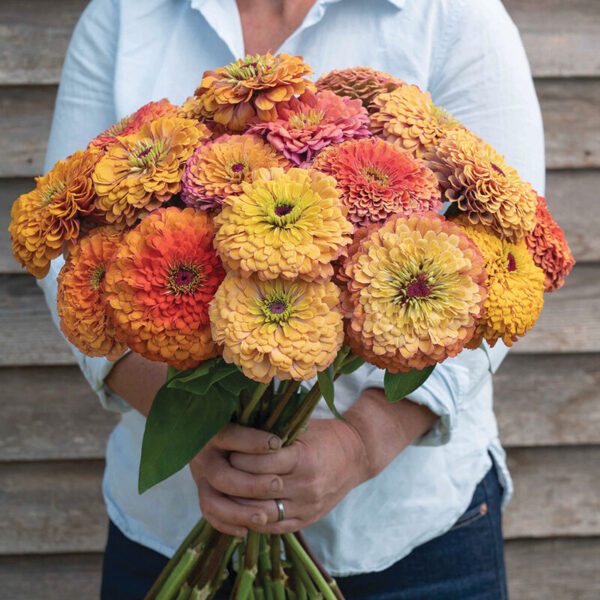 Zinnia - Aurora (3.25" pot)