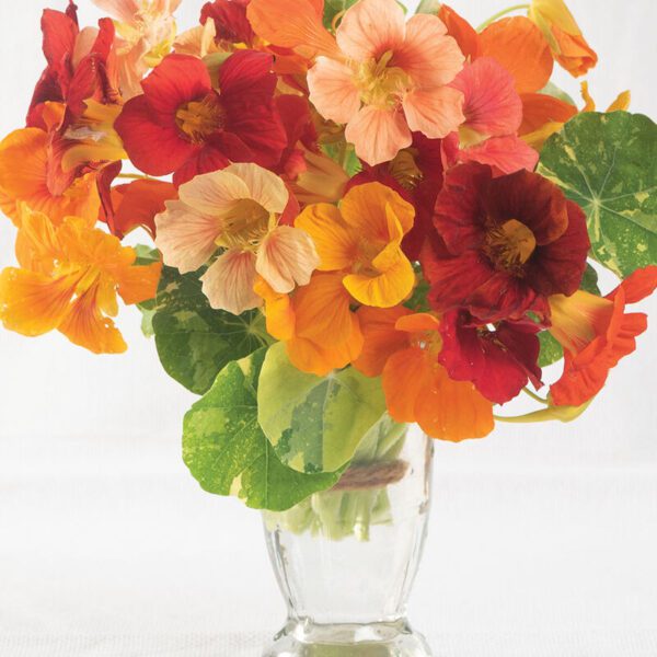Nasturtium - Alaska Mix (3.25" pot)