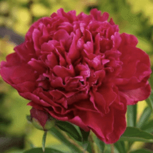 Deep pink peony bloom with ruffled petals