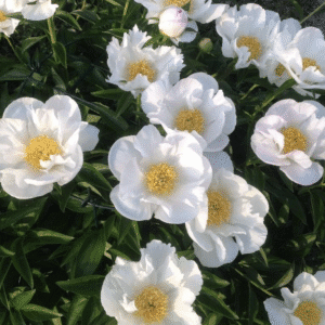 White peonies with yellow centers in bloom.