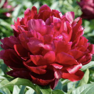 Red peony flower with green leaves.