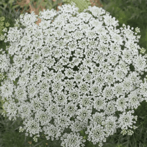 White Queen Anne's lace flower head