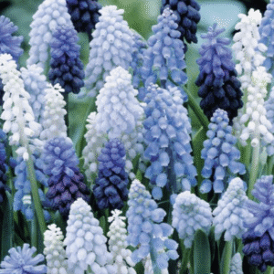 Blue and white grape hyacinths in bloom.