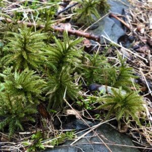 Green moss growing on damp forest floor.