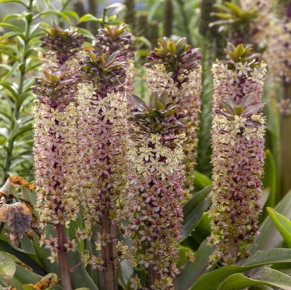 Cluster of pineapple lily flowering spikes