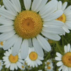 Close-up of white daisies with yellow centers