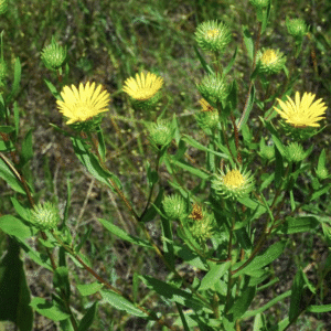 Yellow wildflowers with spiky green buds