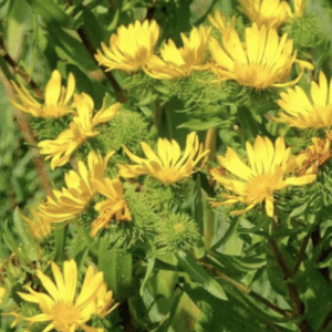 cluster of sunny yellow wildflowers