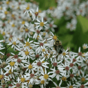 Bumblebee feeding on white daisy-like flowers