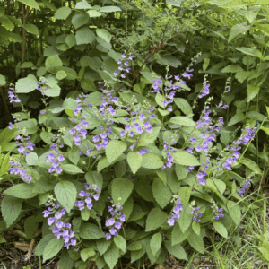 Purple woodland wildflowers with heart-shaped leaves