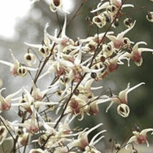 Delicate white and pink spider-like orchid cluster