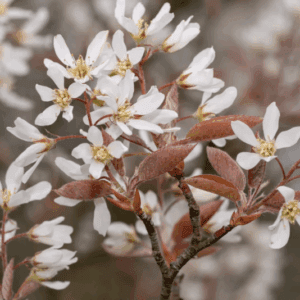 Delicate white blossoms with coppery leaves