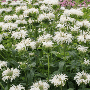 white bee balm flowers filling garden bed
