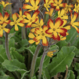 Yellow primrose flowers with red-edged petals