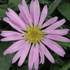 Pink daisy-like flower with yellow center