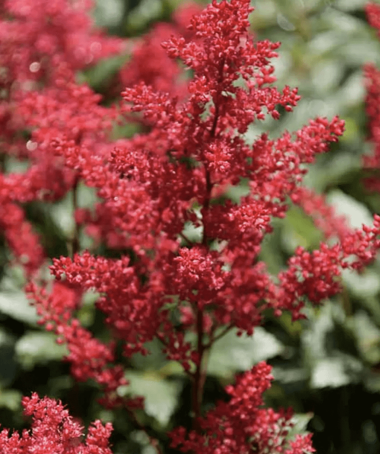 Vibrant red astilbe plume flowers
