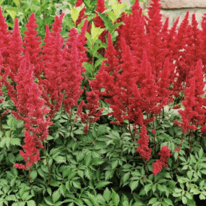 Vibrant red astilbe flower spikes in garden