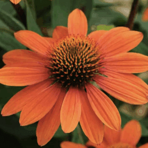 Vibrant orange echinacea coneflower close-up
