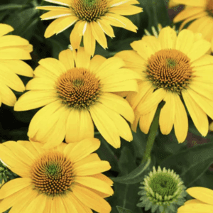 Close-up of yellow coneflower blooms