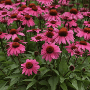 Pink coneflowers blooming in green foliage
