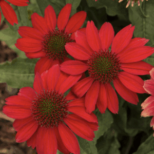 Cluster of red coneflowers with green centers